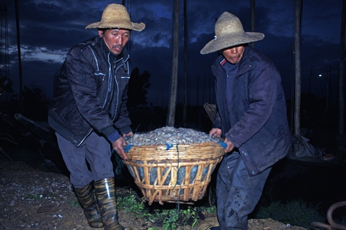 白秀华15087196423《收获》