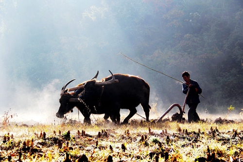 李有龙15887273298《晨耕》