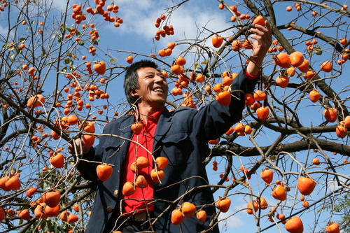 杨崇云《丰收的喜悦》