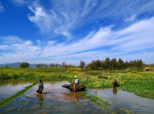 杨金海13629498497《田园之秋》
