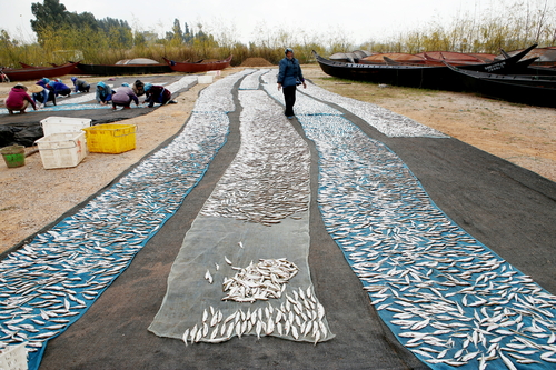 张朝成13619636109《晒》