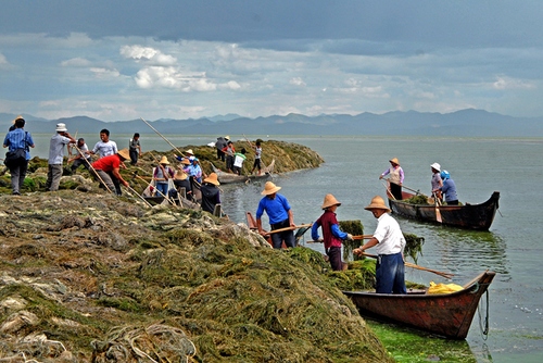 张新民 13888273942《滇池清藻》