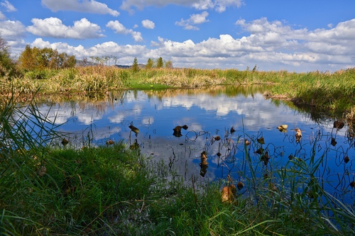 周朝云《湿地秋色》15812046798