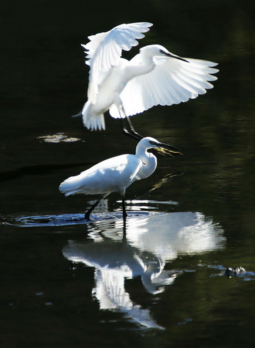 张朝成13619636109《起舞》