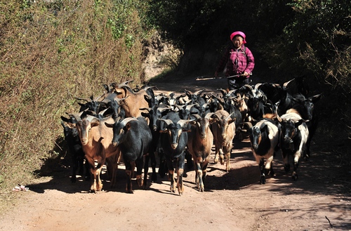 张芸：13658870878[牧]