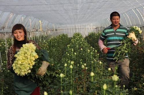 邹海昆13888965357《采玫瑰》