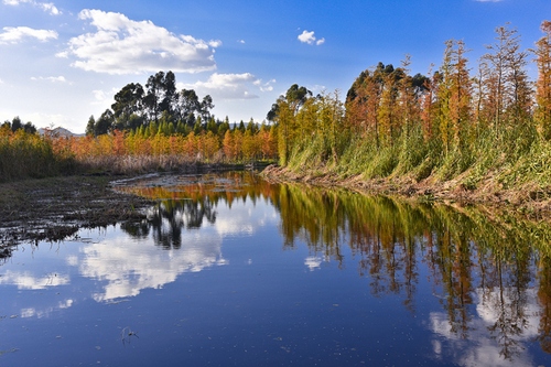 周朝云 《湿地秋色》15812046798