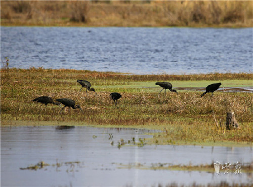 晋宁湿地发现濒危动物彩鹮 为国家二级保护动物1