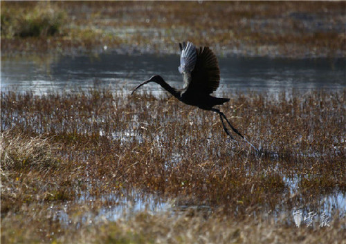 晋宁湿地发现濒危动物彩鹮 为国家二级保护动物2