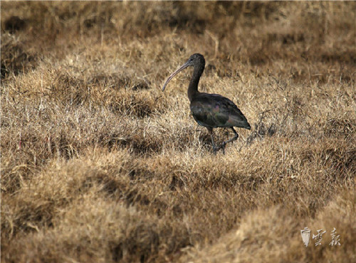 晋宁湿地发现濒危动物彩鹮 为国家二级保护动物4