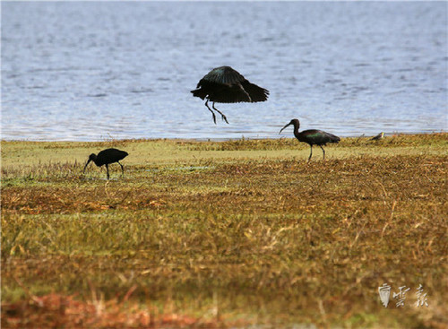 晋宁湿地发现濒危动物彩鹮 为国家二级保护动物5