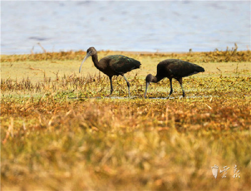 晋宁湿地发现濒危动物彩鹮 为国家二级保护动物6