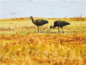 晋宁湿地首次发现濒危动物彩鹮