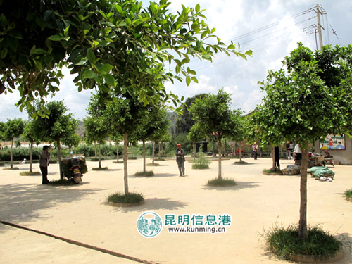 晋宁区长寿村里盛行“爸妈饭桌”2