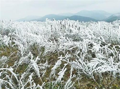 昆明晋宁区六街镇现雾凇景观