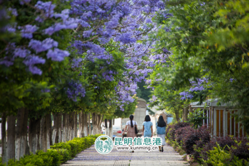 晋宁 浪漫五月花盛开 绚丽缤纷惹人醉