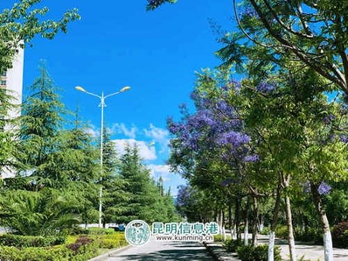 晋宁 浪漫五月花盛开 绚丽缤纷惹人醉2