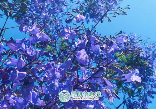 晋宁 浪漫五月花盛开 绚丽缤纷惹人醉3