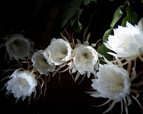 《昙花一现》作者：李利斌