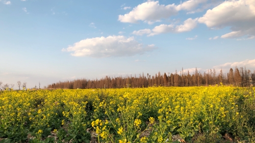 油菜花开  张淑连摄