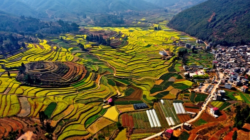 响水油菜花开-郑林摄