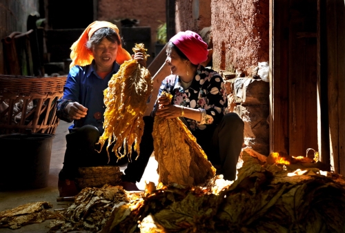 1-《.金秋》摄于2016年晋宁夕阳。  唐爱昆13759417998.