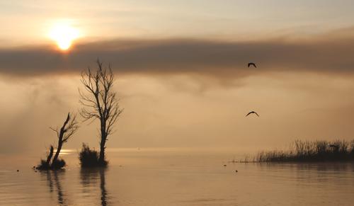 2-作品名称：《梦幻曲》 作者：高联文 拍摄地点：东大河湿地  电话：13759182473高联文 (3)