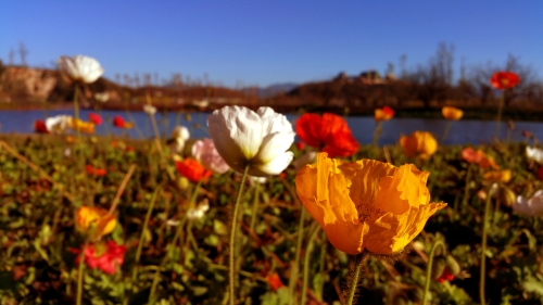 《花开》