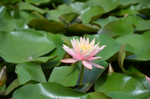 《荷花》