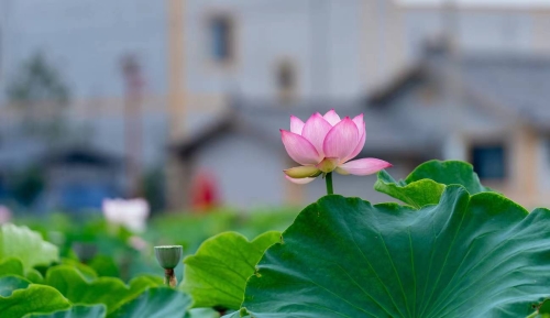 沙堤村荷花 （宋光旭 摄）