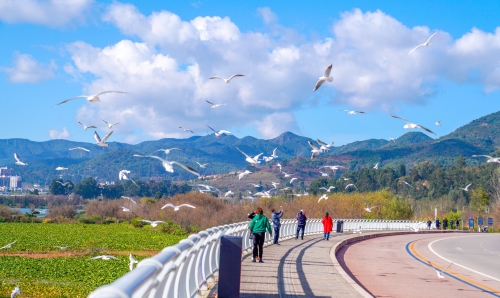 “最美环湖路”观鸥点 (1)