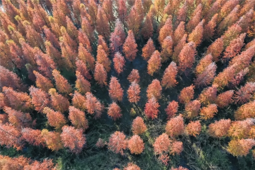 DJI_0173-