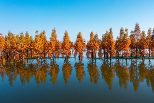 湿地公园水杉美景（12月22日摄）