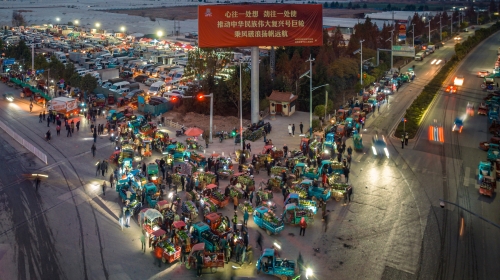 2023年2月10日，墩子鲜切花卉交易市场 宋光旭摄 (4)