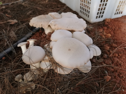 鲁黑村褐灵菇 (3)
