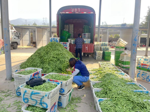 27、乡村振兴信息：小荚豆走入“大市场”，荒川村蔬菜花卉交易市场为乡村振兴添亮色图片2