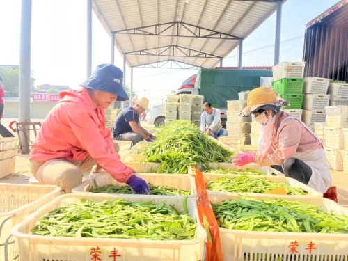 27、乡村振兴信息：小荚豆走入“大市场”，荒川村蔬菜花卉交易市场为乡村振兴添亮色图片3