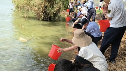 20、39万尾滇池土著鱼苗放流滇池图片3