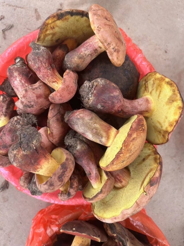 c55a92c12d0af453117ea36054a37a2