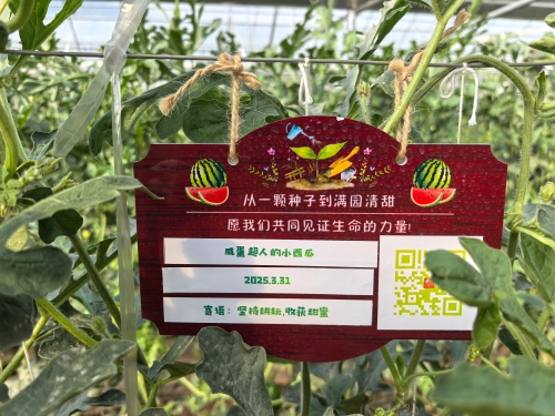 滇王牌小西瓜认养