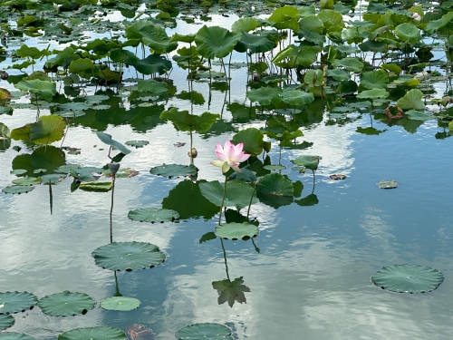 荷花2