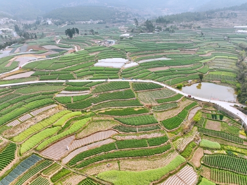 荷兰豆全景