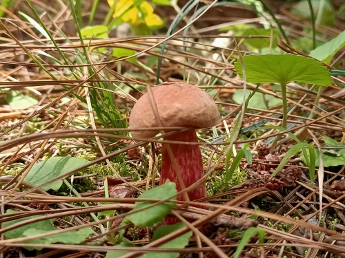 六街野生菌（宋光旭 摄） (2)