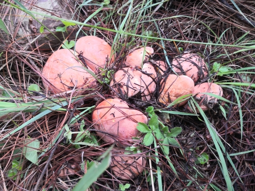 野生菌促繁技术4